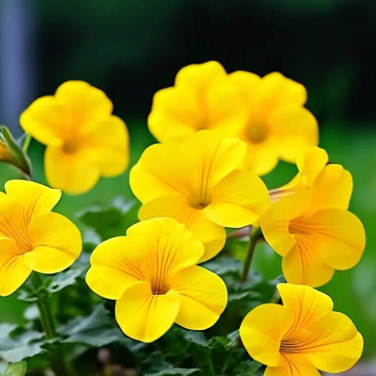 Yellow Super bell Calibrachoa Seeds