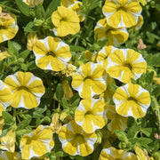 Super bell Lemon Slice Calibrachoa Seeds