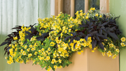 Super bell Lemon Slice Calibrachoa Seeds