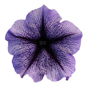 Tinted Purple Kabloom Calibrachoa Seeds