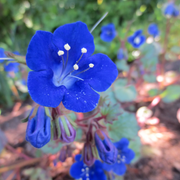 California Bluebell Seeds