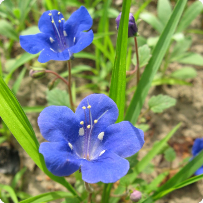 California Bluebell Seeds