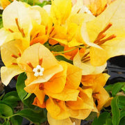 California Seeds, Bougainvillea glabra Flower Seeds