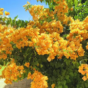 California Seeds, Bougainvillea glabra Flower Seeds