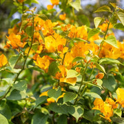 California Seeds, Bougainvillea glabra Flower Seeds