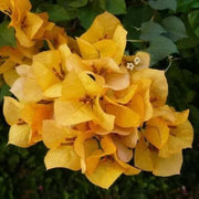 California Seeds, Bougainvillea glabra Flower Seeds