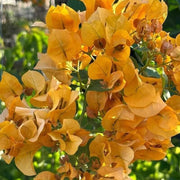 California Seeds, Bougainvillea glabra Flower Seeds