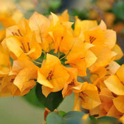 California Seeds, Bougainvillea glabra Flower Seeds