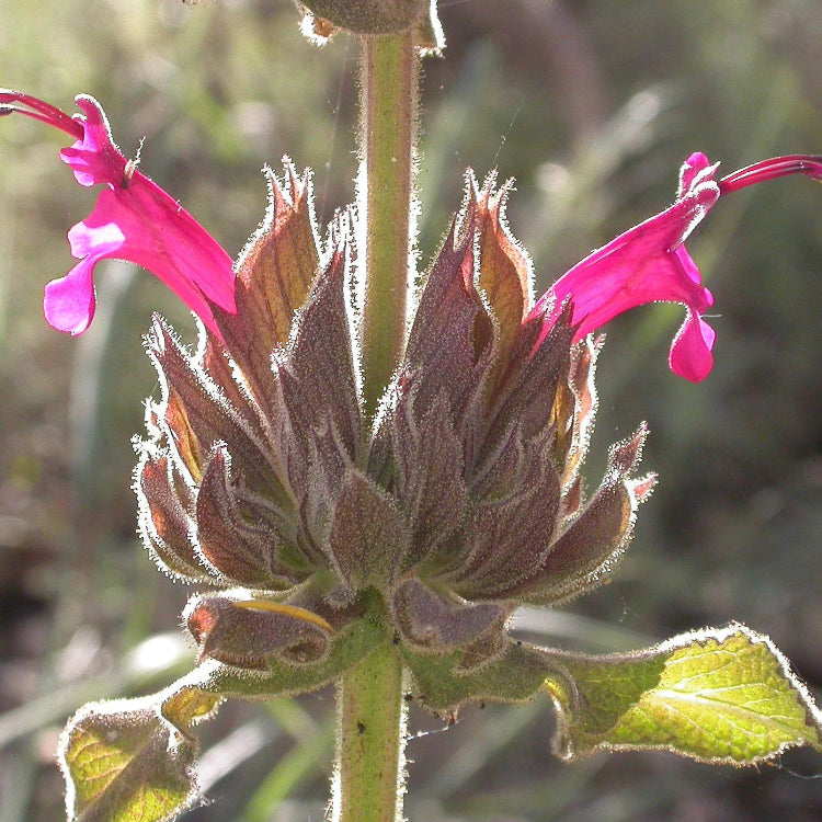 Magenta Red California Hummingbird Sage Seeds, Herbal