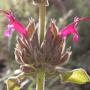 Magenta Red California Hummingbird Sage Seeds, Herbal