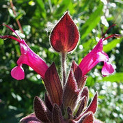 Magenta Red California Hummingbird Sage Seeds, Herbal
