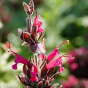 Magenta Red California Hummingbird Sage Seeds, Herbal