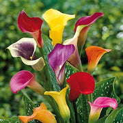 Timeless Beauty Calla Lily Bulbs Seeds