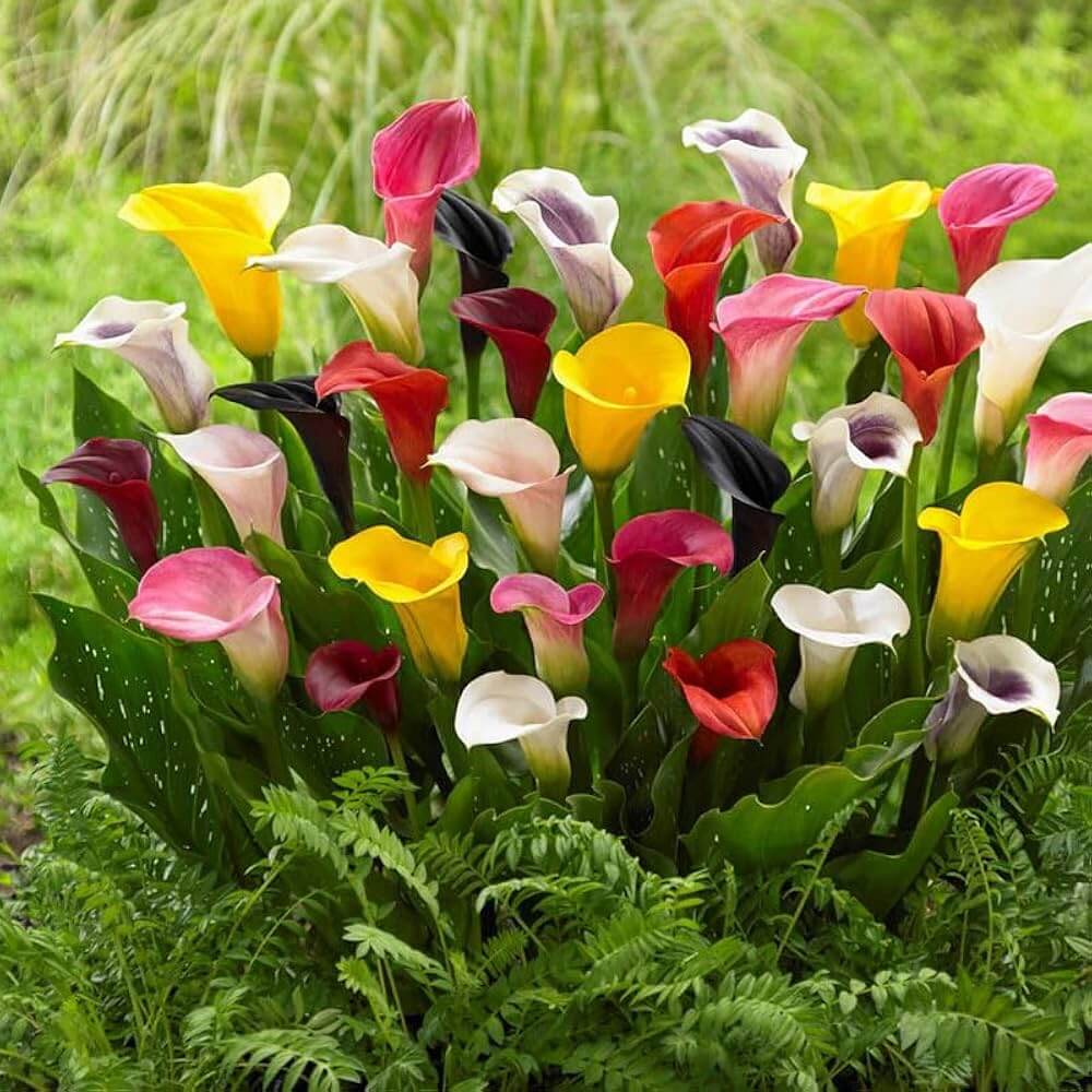 Timeless Beauty Calla Lily Bulbs Seeds