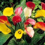 Timeless Beauty Calla Lily Bulbs Seeds