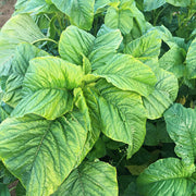 Jamaican Callaloo Seeds