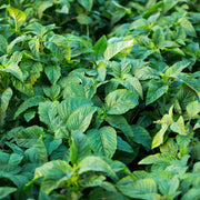 Jamaican Callaloo Seeds