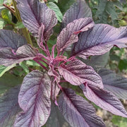 Violet Jamaican Callaloo Seeds, Herbal