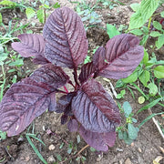 Violet Jamaican Callaloo Seeds, Herbal