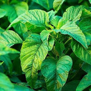 Jamaican Callaloo Seeds