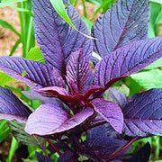 Violet Jamaican Callaloo Seeds, Herbal