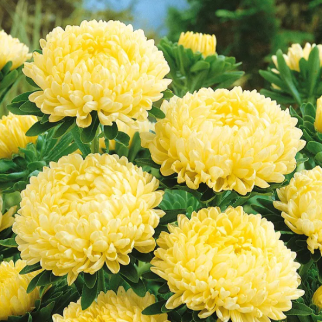 Yellow Peony Aster Callistephus Seeds