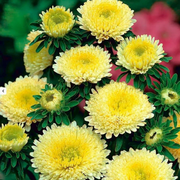 Yellow Peony Aster Callistephus Seeds