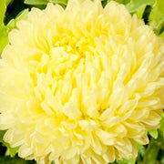 Yellow Peony Aster Callistephus Seeds