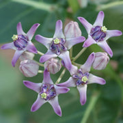 Gigantea Calotropis Seeds, Herbal