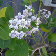 Giant Milkweed Calotropis Gigantea Seeds, Harbal
