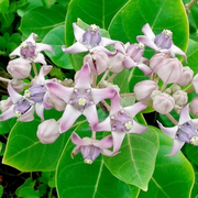 Giant Milkweed Calotropis Gigantea Seeds, Harbal