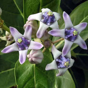 Gigantea Calotropis Seeds, Herbal