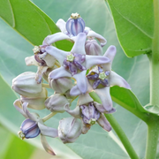 Giant Milkweed Calotropis Gigantea Seeds, Harbal