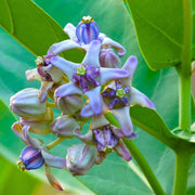 Gigantea Calotropis Seeds, Herbal