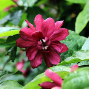 Eastern Sweet Calycanthus Floridus Seeds