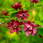 Eastern Sweet Calycanthus Floridus Seeds