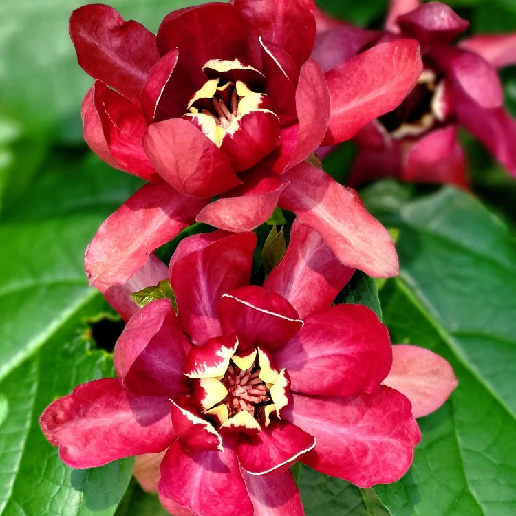 Eastern Sweet Calycanthus Floridus Seeds