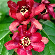 Eastern Sweet Calycanthus Floridus Seeds