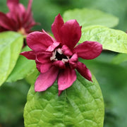 Eastern Sweet Calycanthus Floridus Seeds