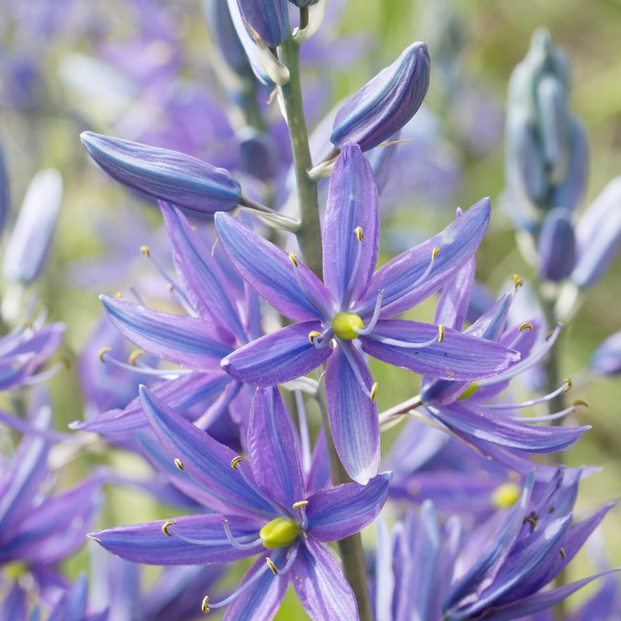 Wild Hyacinth Camassia Quamash Seeds