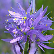 Wild Hyacinth Camassia Quamash Seeds