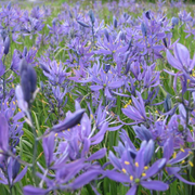 Wild Hyacinth Camassia Quamash Seeds
