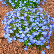 Lobelia Seeds – Lobelia erinus