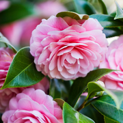 Evergreen Camellia Seeds