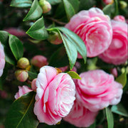 Evergreen Camellia Seeds