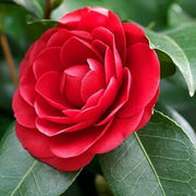 Ornamental wildflower Camellia Japonica Seeds