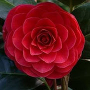 Ornamental wildflower Camellia Japonica Seeds