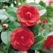 Ornamental wildflower Camellia Japonica Seeds