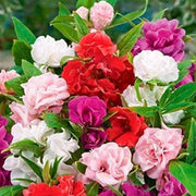 Mixed Colors Camellia Seeds