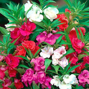 Mixed Colors Camellia Seeds